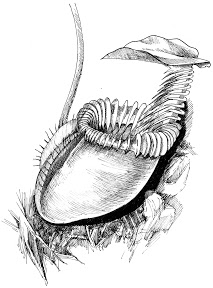 Nepenthes villosa 