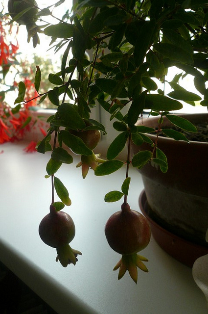Parodos laureatas-vaisius vedantis augalas. Granatmedis