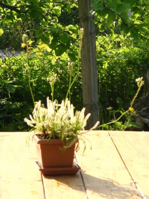 D. capensis Alba.JPG