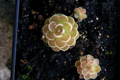 Pinguicula debbertiana'14.JPG