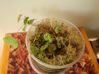 Utricularia nelumbifolia x reniformis 2013.05.08 3.JPG