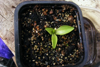 P. grandiflora.JPG