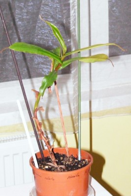 Nepenthes gymnanphora.JPG