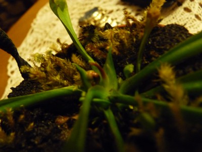 P1020990.JPG