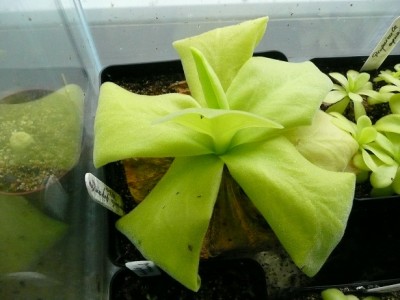 P1130646 pinguicula gigantea.jpg