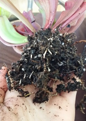 Sarracenia NoID-1 2014-02-28 1.jpg