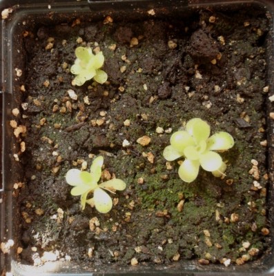 Pinguicula 'Pirouette' 2013.08.30.JPG