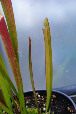DSCF1772.JPG