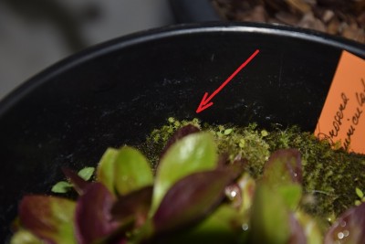 drosera aurimaculata1.jpg