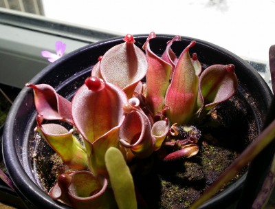Heliamphora heterodoxa x minor 2013-12-10 1.jpg