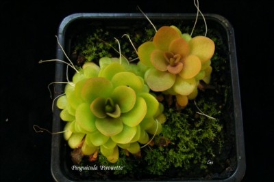 Pinguicula 'Pirouette' 14.04.jpg