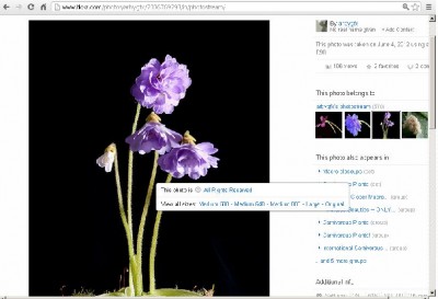 Pinguicula_primulifolia_rose.JPG