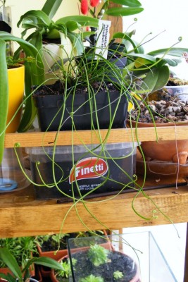 D. bina.JPG