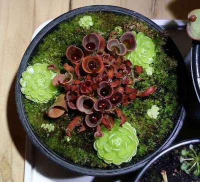 Heliamphora minor 2014-12-10 1.jpg