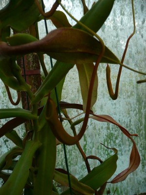 Nepenthes_rebecca.JPG