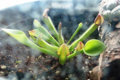 Heliamphora heterodoxa x minor 2013.04.08.JPG