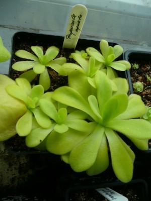 P1130647 pinguicula agnata.jpg