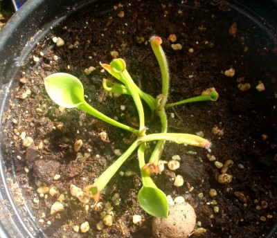 Heliamphora heterodoxa x minor 2013.03.22 4.JPG