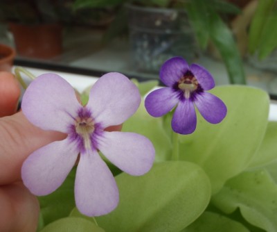 Pinguicula moranensis 2013.07.30 1.JPG