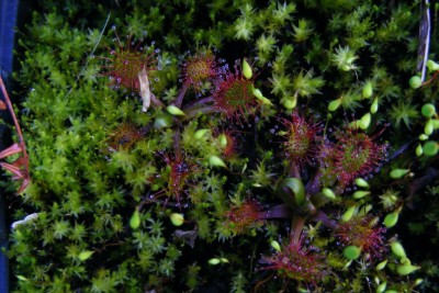 DSCF1418.JPG