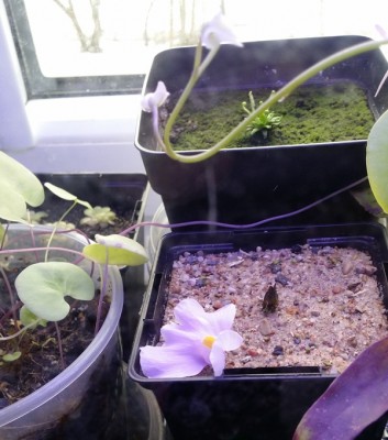 Utricularia longifolia 2014-02-01.jpg