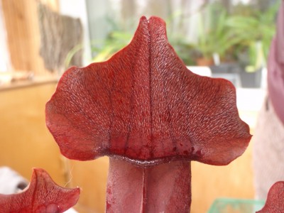 Sarracenia NoID-2 2013.10.07 1.JPG
