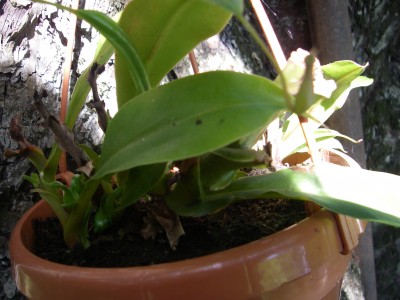 IMGP1587.JPG