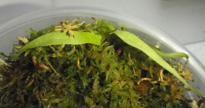Utricularia longifolia 002.JPG