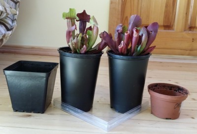 Sarracenia NoID-2 ir NoID-1 2014-02-28 2 po persodinimo.jpg
