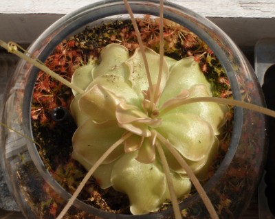 Pinguicula ehlersiae 2013.08.30 3.JPG
