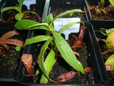 Nepenthes spectabilis mazas.JPG