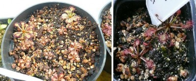 Drosera_capilaris2.JPG