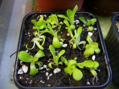 Pmoranensis.JPG