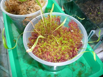 Utricularia longifolia.JPG