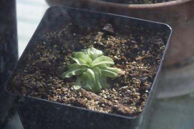 p primuliflora.jpg