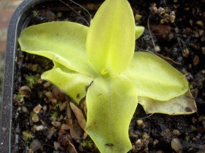 P. Grandiflora.JPG