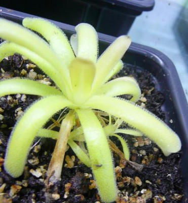 gracilis-moctezumae.JPG