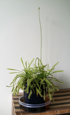 Drosera capensis 2014-05-11.jpg