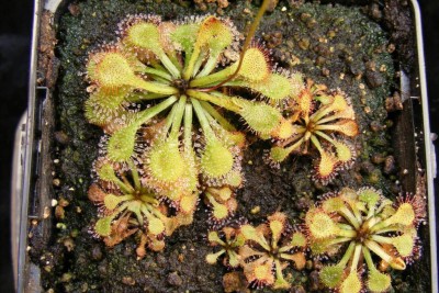 D. capilliaris.JPG