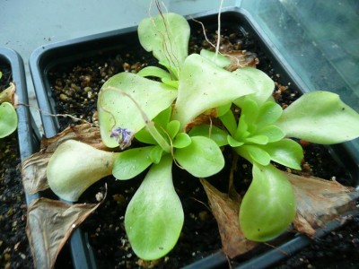 Pinguicula moranensis.JPG