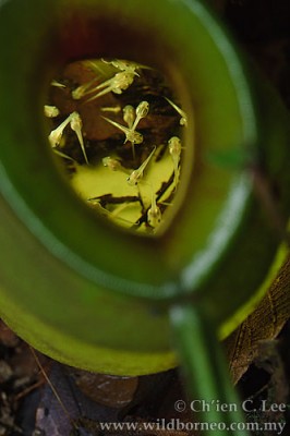 cld10083120.jpg