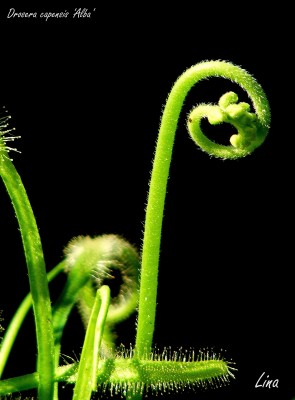 Drosera capensis alba ziedynas.jpg