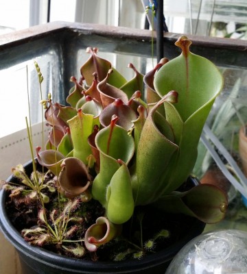 Heliamphora heterodoxa x minor 2014-06-21.jpg