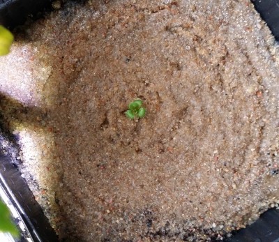 Drosera rupicola 2013-10-24 2.jpg