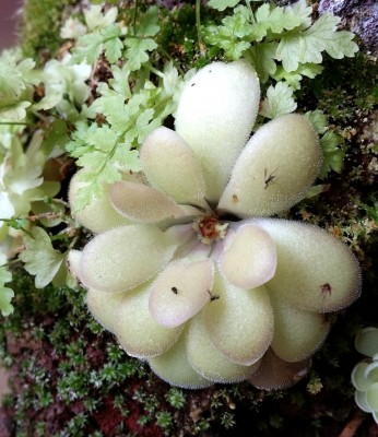 Pinguicula 'Pirouette' 2014-08-05.jpg