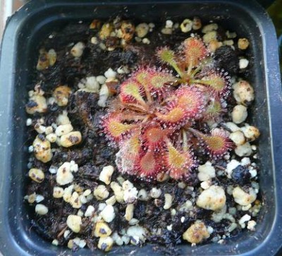 Drosera_glanduligera.JPG