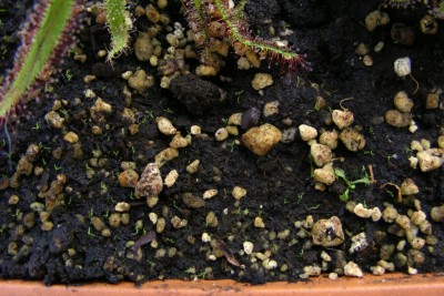 D. capensis Red sėjinukai (2).JPG