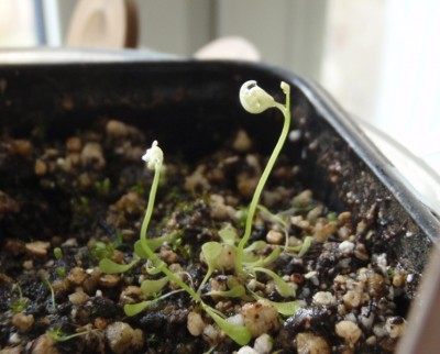 Utricularia sandersonii 2013.04.20.JPG