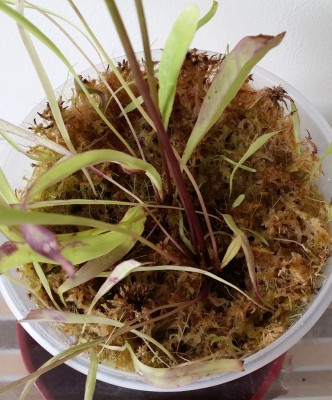 Utricularia longifolia 2014-01-26 6.jpg