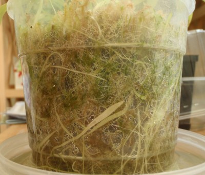 Utricularia longifolia 2013.05.08 1.JPG